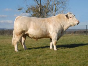 Chablis, le taureau charolais utilisable sur génisses