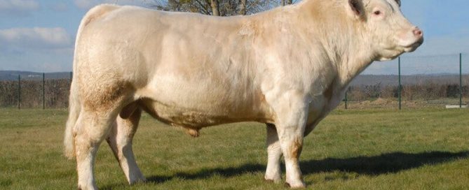 Chablis, le taureau charolais utilisable sur génisses