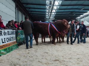 Un taureau limousin sur le ring de Lisieux
