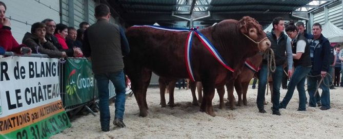 Un taureau limousin sur le ring de Lisieux