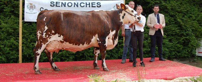 EVAN, à l’EARL Guéret – Grande Championne Normande du Comice d’Eure et Loir 2018