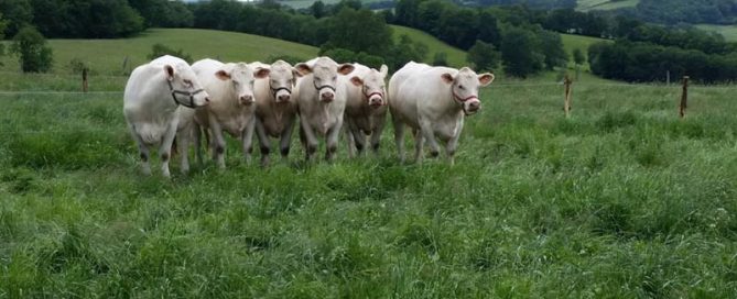 photo de 6 charolaises dans l'herbe