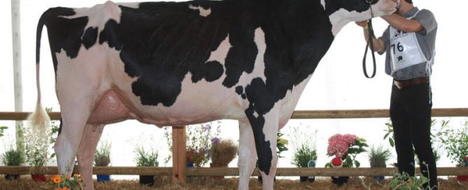 vache Prim'holstein sur le podium de Forges-les-Eaux