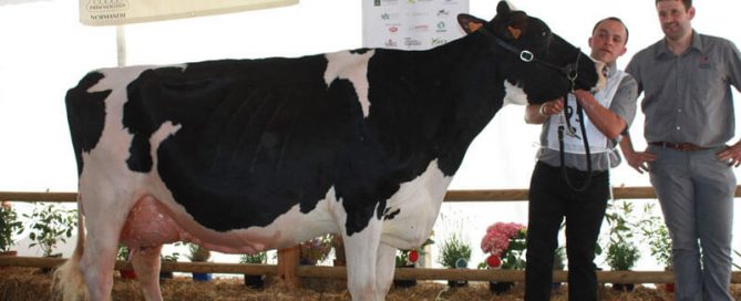 vache Prim'holstein sur le podium de Forges-les-Eaux