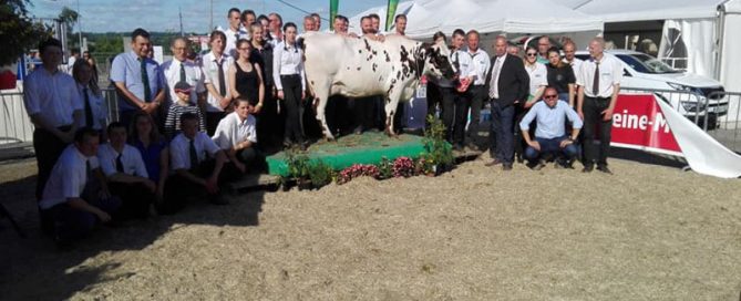 Une vache normande sur le ring de Forges-les-Eaux (76)