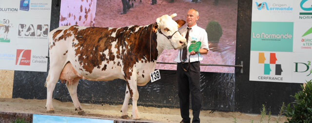 Gaufre (vache normande de l'élevage Dumesnil)