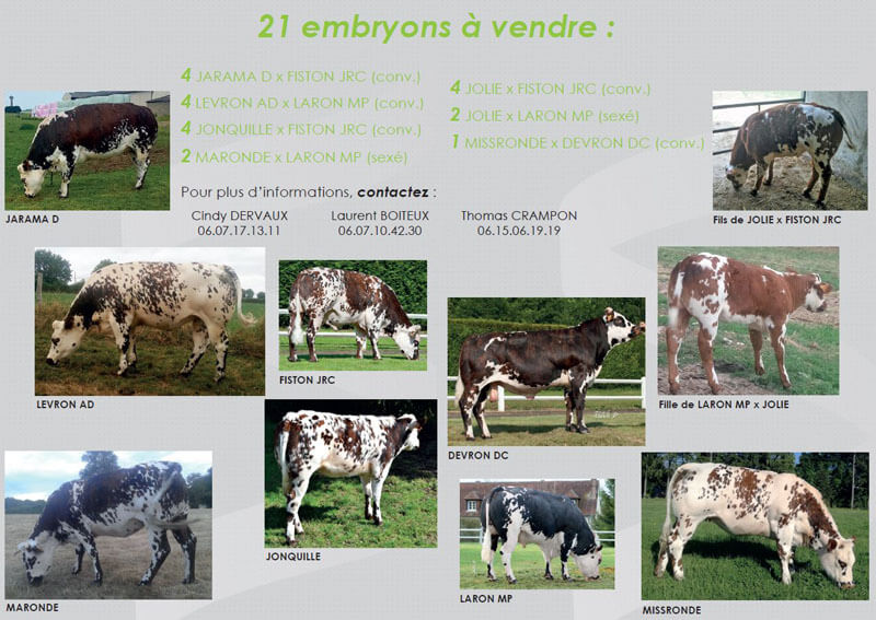 21 embryons culards à vendre