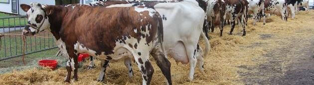 Des vaches normandes attachées