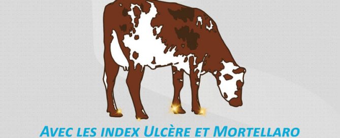 La vache d'Origen Normande avec des sabots en or