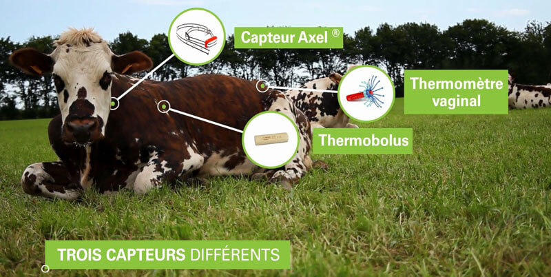 Les solutions Medria présentées sur une vache Normande