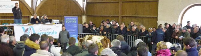 une vache normande sur le ring pendant la vente de Briouze 2018