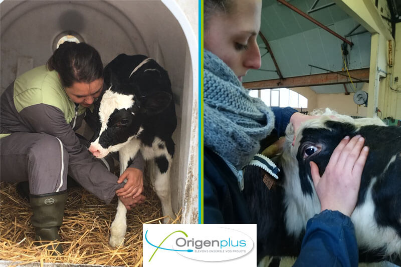 Nos osthéoptahes bovines en train de manipuler un veau et une vache
