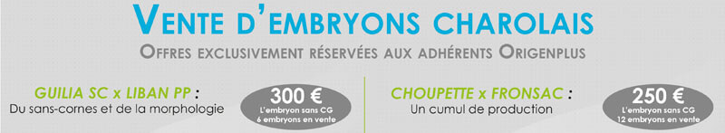 bandeau du flyer avec tarifs de la vente d'embryons charolais