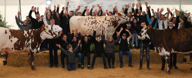 les vaches normandes championnes du départemental de l'Orne 2019 sur le ring avec les présentateurs