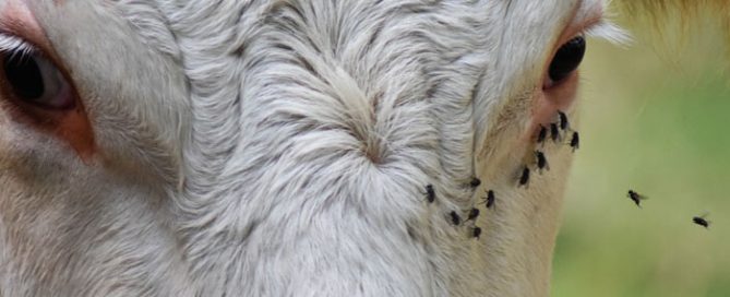 Des mouches sur la tête d'une vache