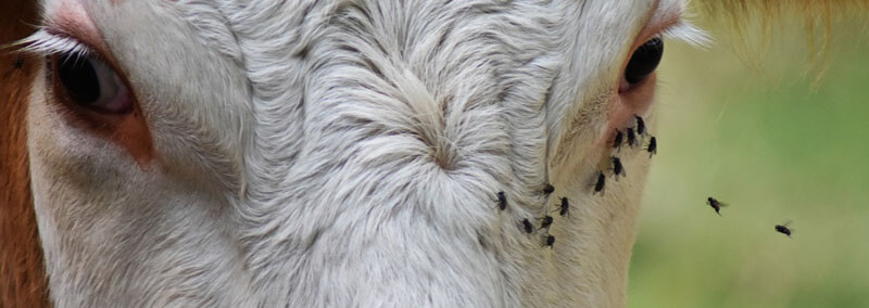 Des mouches sur la tête d'une vache