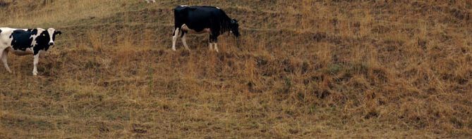 Des vaches Prim'Holstein sous la canicule