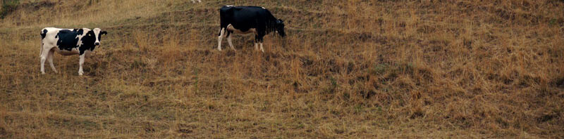 Des vaches Prim'Holstein sous la canicule