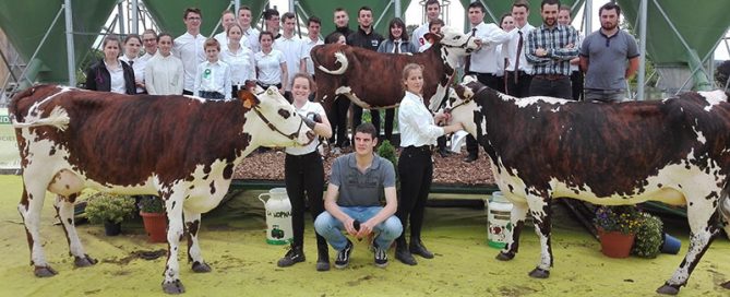 Des femelles normandes sur le ring du lycée agricole de Sées