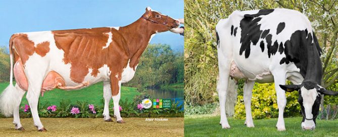 Fifi et Modifica, 2 des gagnantes du concours départemental Prim'Holstein d'Eure et Loir