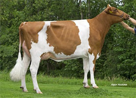 AGM de ODA RF PP - NH Dertour Indian Summer Red