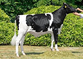 Oakley, taureau Prim'Holstein