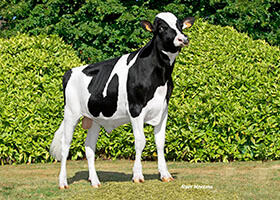 Oken KP, taureau Prim'Holstein