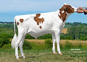 Omatt Red (Matt RF), taureau Red Holstein