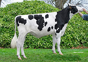 Opera, taureau Prim'Holstein