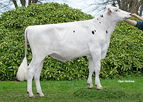 Optimum (Gymnast), taureau Prim'Holstein