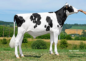 Ozy JBT (KP Carter), taureau Prim'Holstein