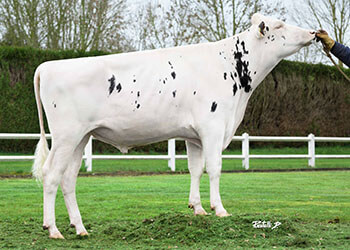 Neon LP (Rambo OCD), taureau Prim'Holstein