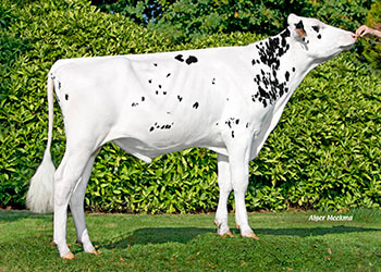 Nikel P (Hologram P), taureau Prim'Holstein