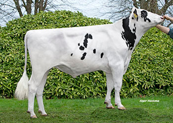 Nomore (Gymnast), taureau Prim'Holstein