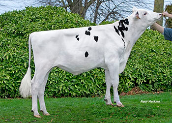 Obligado (Gymnast), taureau Prim'Holstein