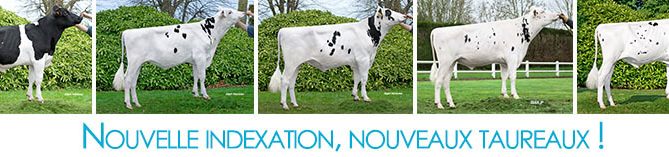 Bandeau des nouveaux taureaux Prim'Holstein suite à l'indexation d'Août 2019