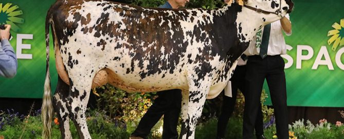 EC MALBARE (JAURES x ATOME) de M. LEGAY HERVE, Meilleure Mamelle Jeune lors du SPACE 2019
