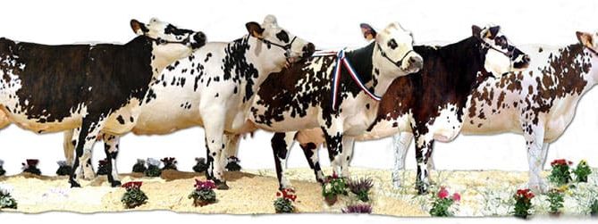 Bandeau du concours normand lors de la foire de Caen 2019 : les vaches qui ont été récompensées