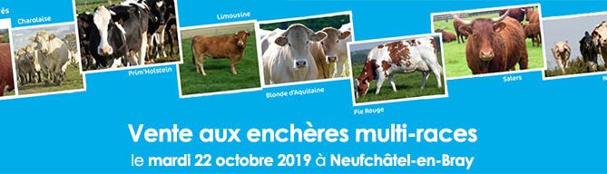 bandeau de la vente aux enchères multi-races qui aura lieu le 22 octobre 2019 à Neufchâtel-en-Bray
