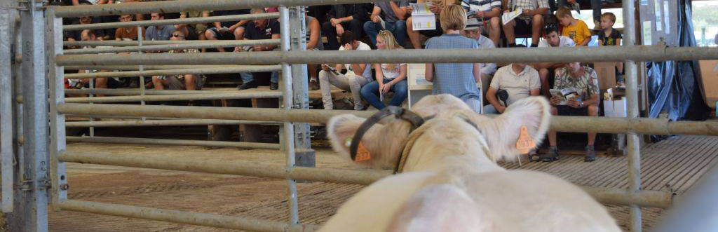 Une génisse charolaise sur le ring de Charmoy