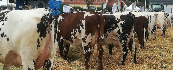 Des vaches présentes sur le comice d'Alençon