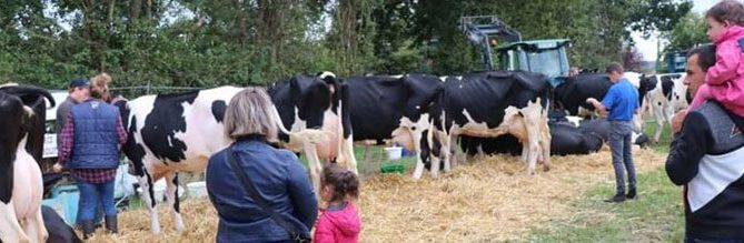 Les vaches Prim'Holstein lors du comice d'arrondissement d'Argentan