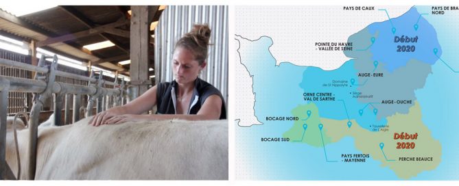 une vache charolaise au cornadis en train de recevoir des soins d'une ostéopathe et la carte des zones Origenplus couvertes par l'ostéopathie
