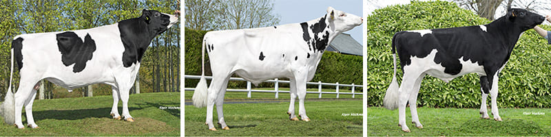 Les nouveautés Prim'Holstein de décembre en semence conventionnelle : Jethro, Nice et Oakland