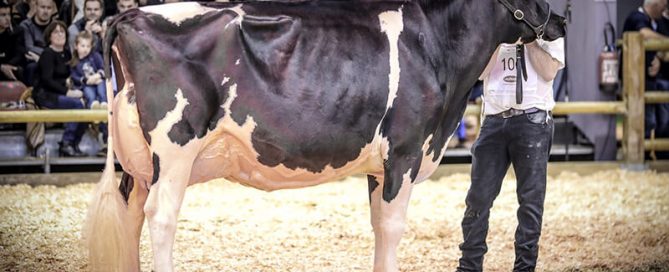 DU BON VENT JANA CAMA (Aftershock x Goldwyn) sur le ring du CGA 2020. Photo de Guillaume MOY