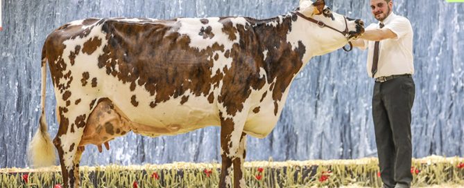 Hamilton, grande championne du Concours Général Agricole 2020. Photo de Guillaume MOY