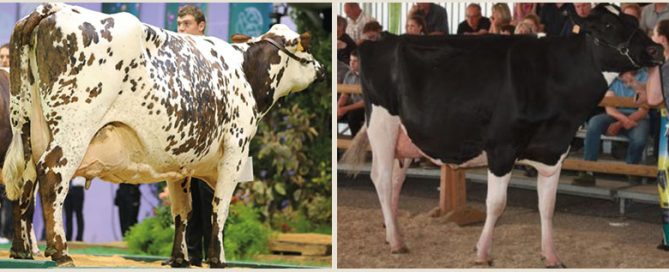Horloge lors du Space 2019 et Jouna-Ots lors du régional de normandie 2018