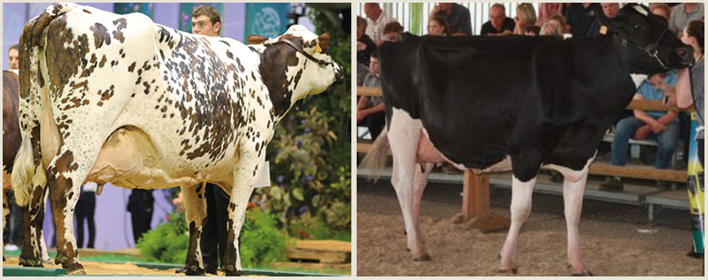 Horloge lors du Space 2019 et Jouna-Ots lors du régional de normandie 2018
