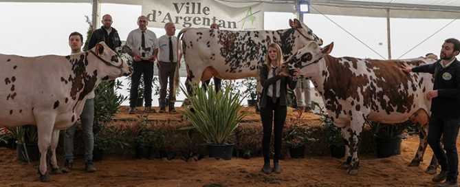 NEIGE, HAMADA2 et MUSCADE sur le ring du concours départemental ornais, entourées des éleveurs. Photo de Guillaume MOY