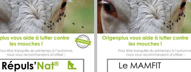 Les bandeaux recto-verso du flyer présentant le Mamfit et le Répuls'nat